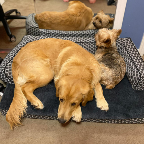 Cash relaxing on his dog bed with his little buddy